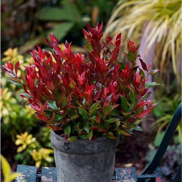 Leucothoe fontanesiana Little Flames Traubenheide Strauch, Höhe: 20-25 cm - Bild 1