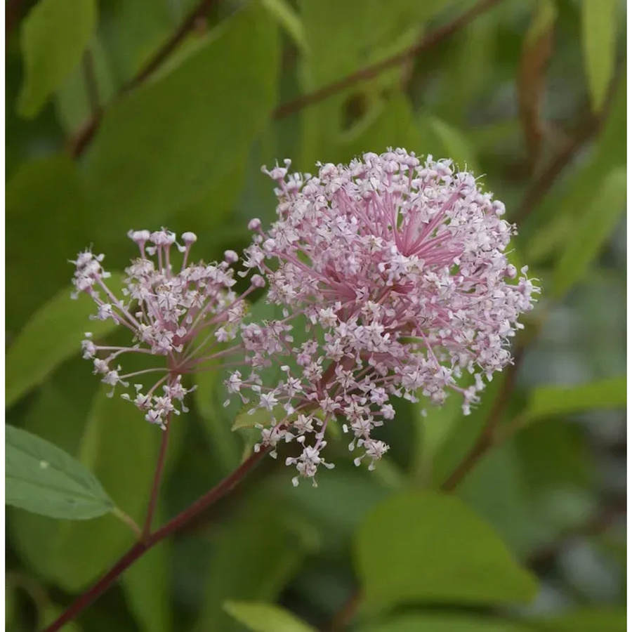 Ceanothus pallidus Säckelblume Perle Rose, rosafarbener Zierstrauch für den Garten, Höhe: 60-80 cm - Bild 1