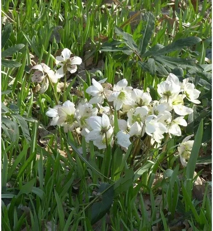 Weiße Christrose Helleborus niger als winterblühende Staude für den Außenbereich