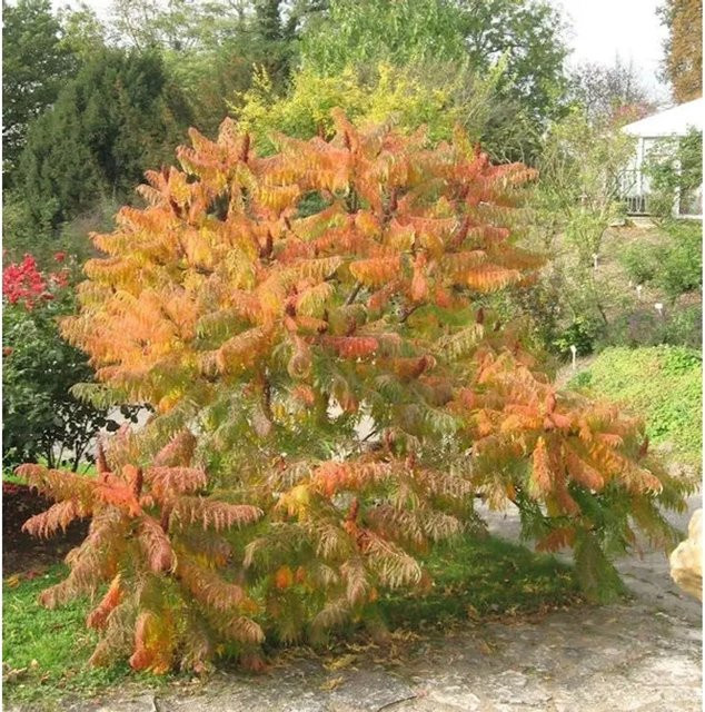 Farnwedel Essigbaum Rhus typhina Strauch für deinen Garten, Höhe: 100-125 cm - Bild 1