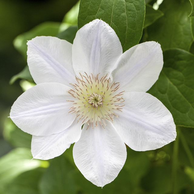 Clematis 'Guernsey Cream' Kletterpflanze von BLUME2000 - Bild 1
