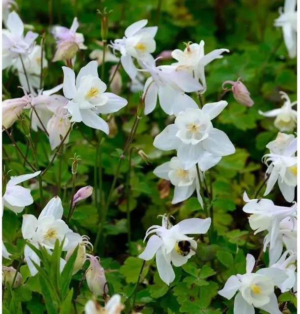 Aquilegia flabellata Zwergakelei Spring Magic Weiß als mehrjährige Bodendecker-Pflanze - Bild 1