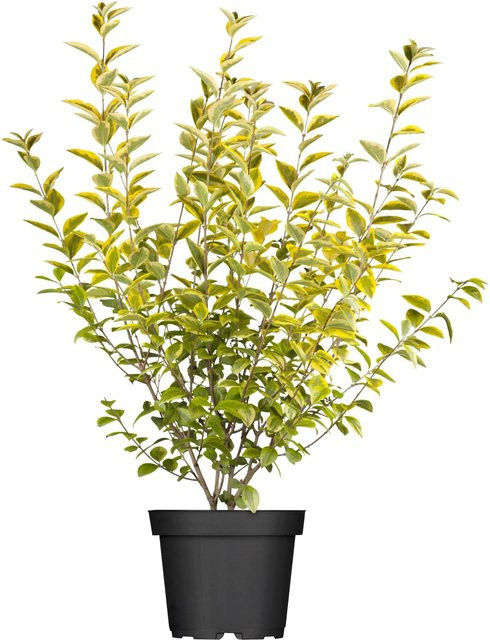 GROW by OBI Gold-Liguster Aureum Ligustrum ovalifolium Heckenpflanze, Höhe: 30 - 40 cm - Bild 1