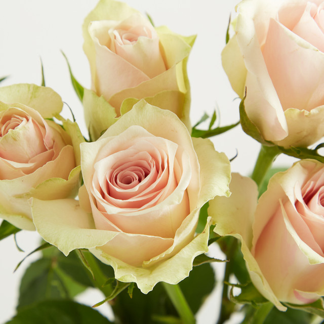 Blume2000 Rosa Rosen Pink Athena - Bild 1