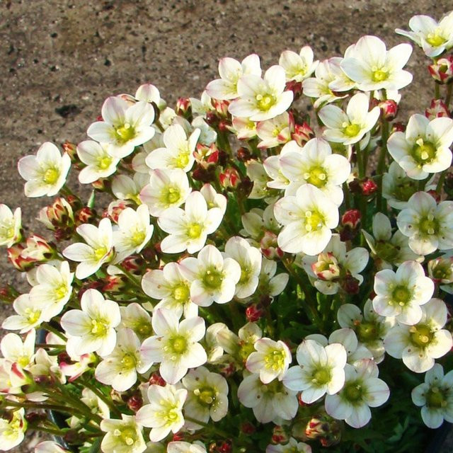 Moossteinbrech in Weiß - Bild 1