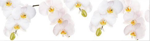 mySPOTTI Küchenrückwand Orchidee weiß aus Aluverbund, Breite: 220 cm, Höhe: 60 cm - Bild 1