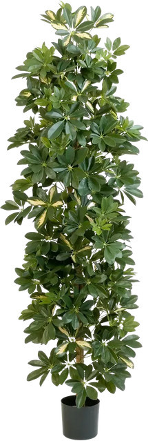Künstlicher Schefflera Baum Osman von Aplanta, Höhe: 180 cm - Bild 1