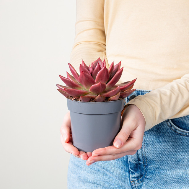 Echeveria Antaris S Sukkulente von BLUME2000 in Rot und Grün - Bild 1