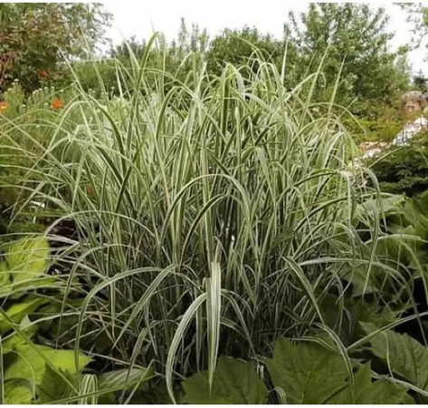 Miscanthus sinensis Chinaschilf Variegatus Ziergras im XXXL Topf, grün