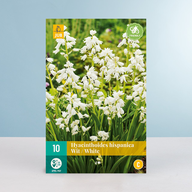 Waldhyazinthen in Weiss, 10 Blumenzwiebeln von BLUME2000 - Bild 1