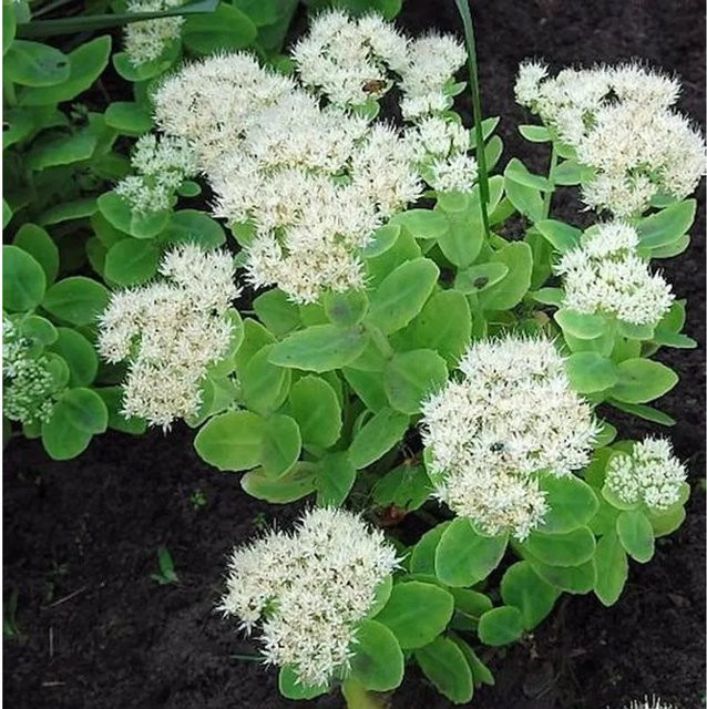 Prächtige Fetthenne Stardust Sedum spectabile als mehrjährige Staude für Staudenbeete, Steingärten und als Schnittblume von Nr-01.de - Bild 1