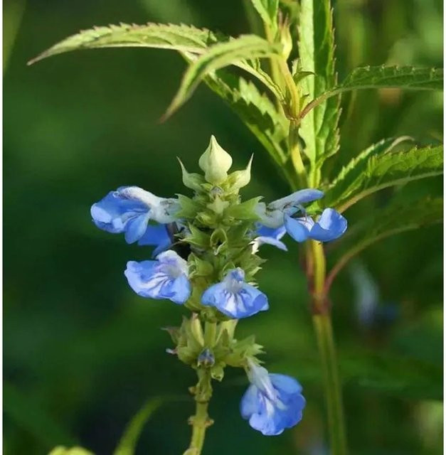 Pfeffer Salbei African Skies Salvia uliginosa Blaue Staude im Topf - Bild 1