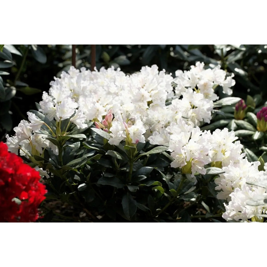 Rhododendron Cunningham's White Inkarho Weiß, 80–90 cm Höhe - Bild 2