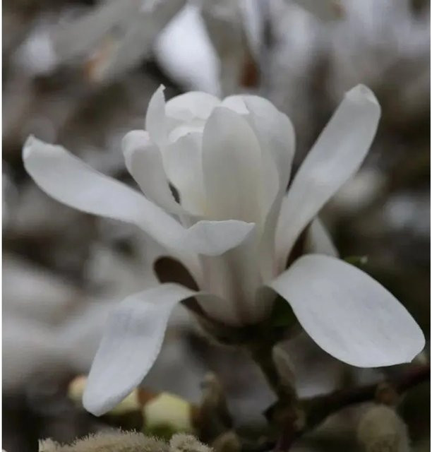 Kleine Sternmagnolie Magnolia stellata weiß, Strauch, Höhe: 125-150 cm - Bild 1