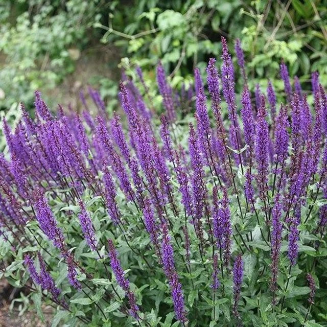 6er Set Arborix Salbei Caradonna Salvia nemorosa Schmetterlingspflanze, lila-blaue Blüte, Topf 9cm - Bild 1