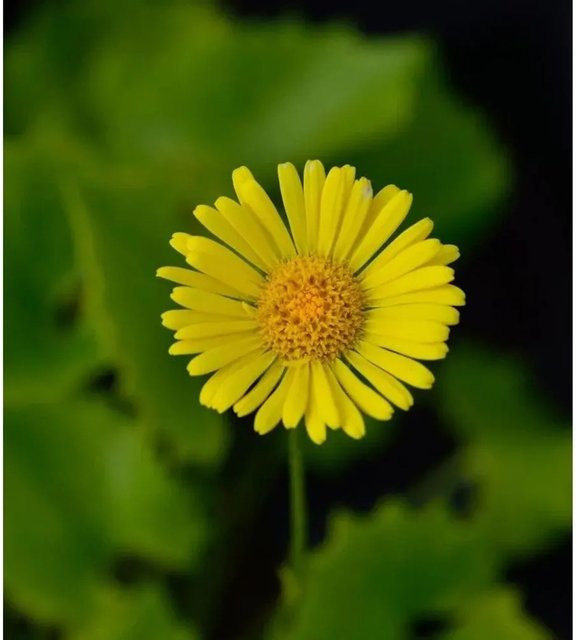 Gemswurz Little Leo Doronicum orientale gelbe Stauden-Beetpflanze - Bild 1