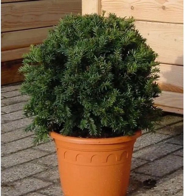 Taxus baccata Kugelschnitt Dunkle Straucheibe Schwarzgrün 25-30cm - Bild 1