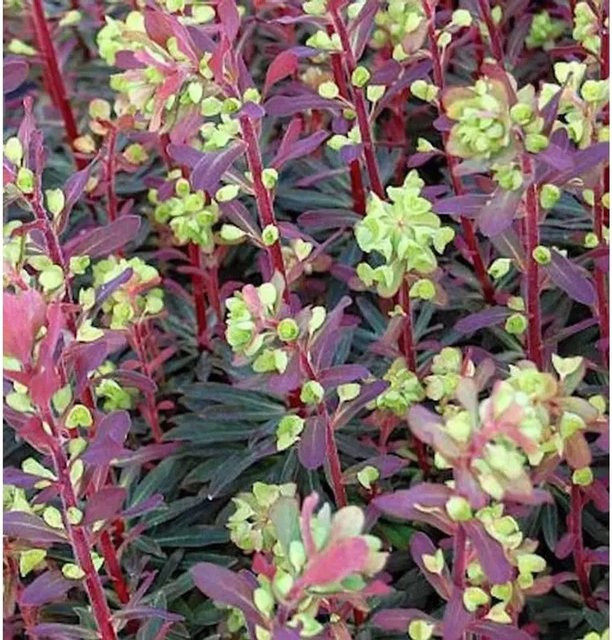 Mandelblättrige Wolfsmilch Purpurea Euphorbia amygdaloides als grüne und purpurne Staude für den Garten und Outdoor-Bereich - Bild 1