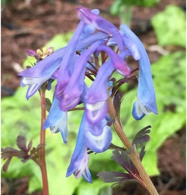 Blauer Lerchensporn Corydalis flexuosa als mehrjährige Staude und Bodendecker von Nr-01.de - Bild 1
