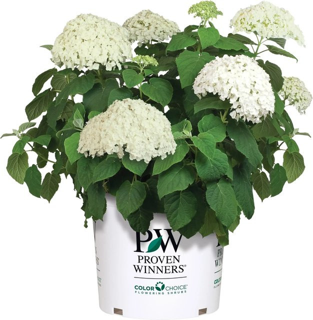 GROW by OBI Ballhortensie Strong Annabelle Weiß Hydrangea arborescens im Container - Bild 1