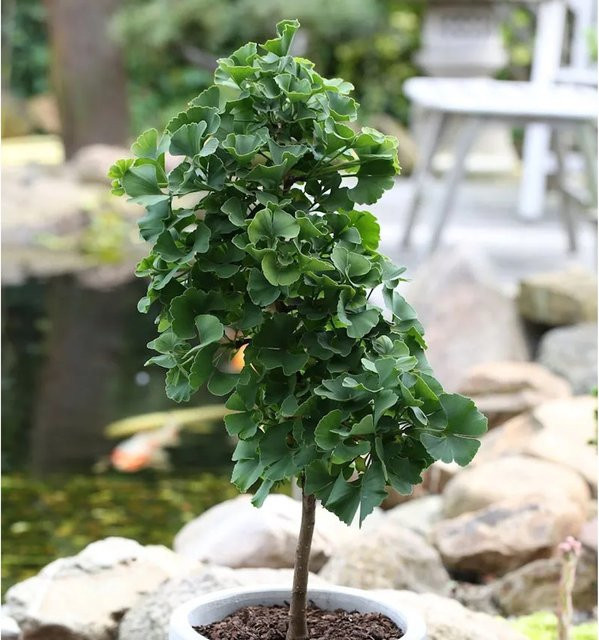 Ginkgo biloba Hochstamm Fächerblattbaum Troll von Nr-01.de, Höhe: 80-100 cm, grün - Bild 1