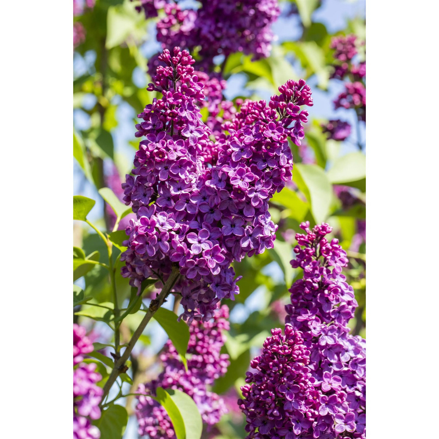 OBI Edelflieder Syringa vulgaris Andenken an Ludwig Späth Rotviolett, pflegeleichter Zierstrauch im Topf, Höhe: 50-60 cm - Bild 2