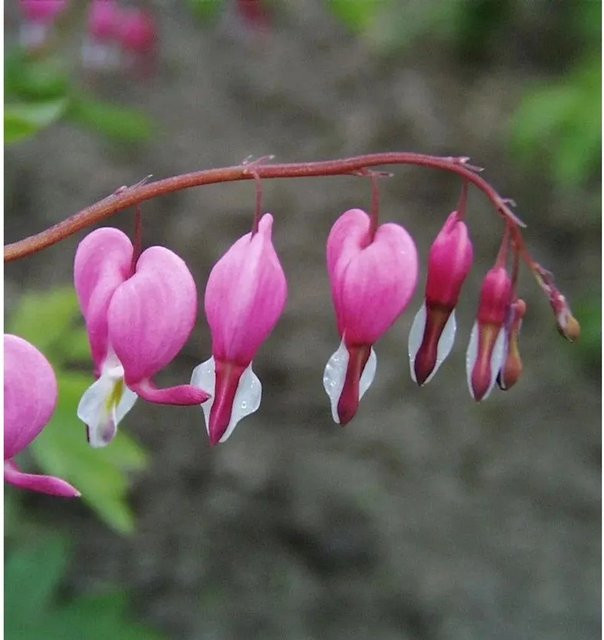 Dicentra spectabilis Tränendes Herz Gartenstaude in Pink von Nr-01.de - Bild 1