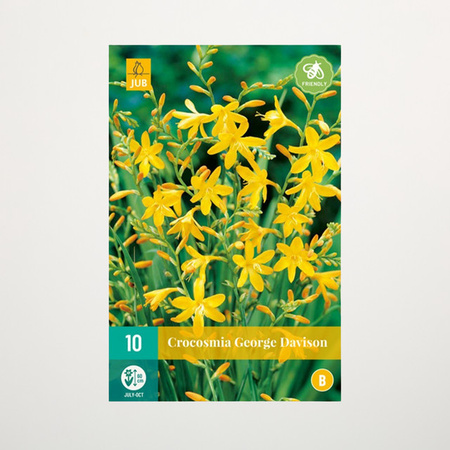 Montbretie George Davison Blumenzwiebeln von BLUME2000, 10 Knollen für Steingärten, Staudenbeete, Kübel, Balkon und Terrasse