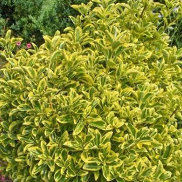 Arborix Japanspindel 'Aureomarginatus' Euonymus japonicus, Immergrüner Zierstrauch in Grün-Gelb, Höhe: 60 bis 80 cm, im Container - Bild 1