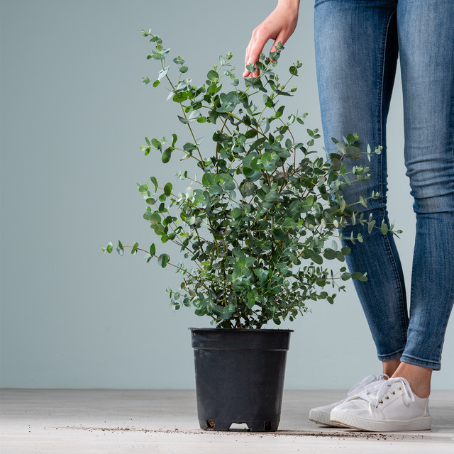 Eukalyptus Gunnii Green Living als Zierstrauch in Grün, Silber und Blau - Bild 1