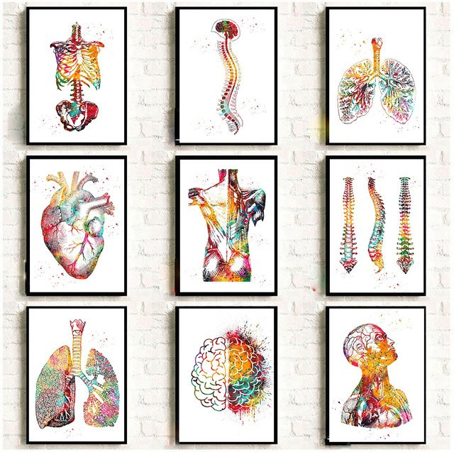 Potdemiel Wandkunst Leinwand Poster Menschliches Muskelsystem Anatomie Medizinische Bildung Dekoration Mehrfarbig - Bild 1