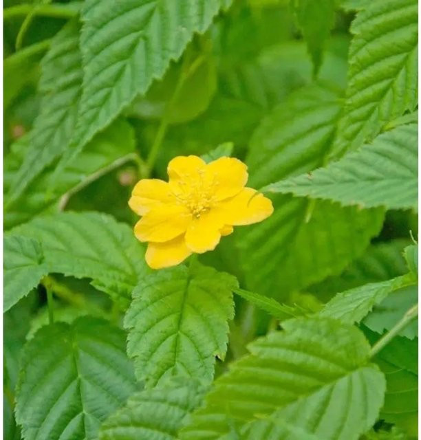 Großblumiger Ranunkelstrauch Kerria japonica Golden Guinea in Goldgelb, Höhe: 80-100 cm - Bild 1