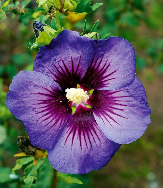 Hibiskus Hawaii® - Bild 1