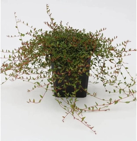 Gewöhnliche Moosbeere Vaccinium oxycoccus grüne Beerenstrauch von Nr-01.de Höhe: 20-30 cm
