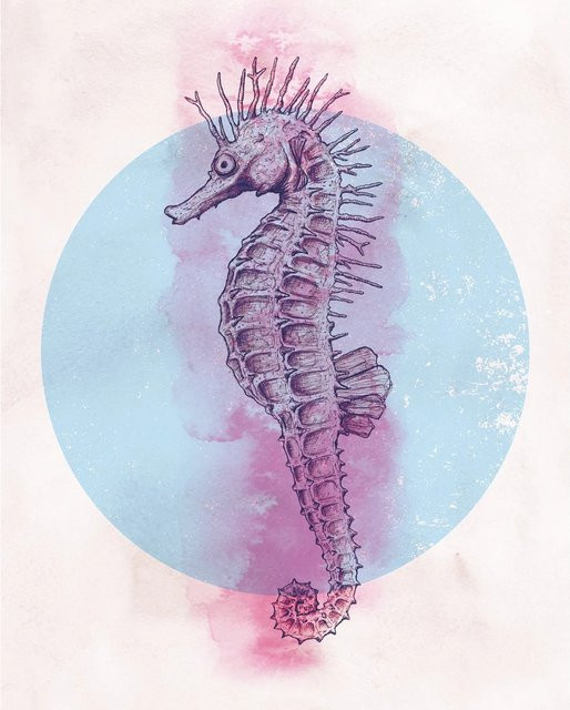 Komar Wandbild Sea Horse Circle in Multicolor, Breite: 40 cm, Höhe: 50 cm - Bild 1