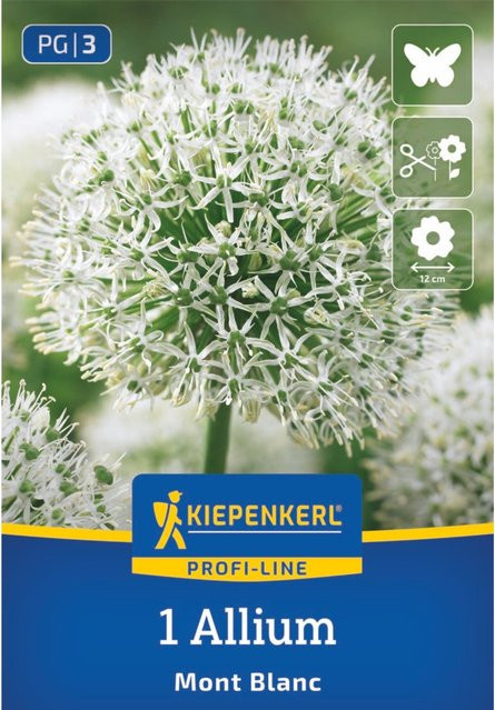 Kiepenkerl Profi-Line Zierlauch Mont Blanc, 1 Zwiebel, weiß - Bild 1