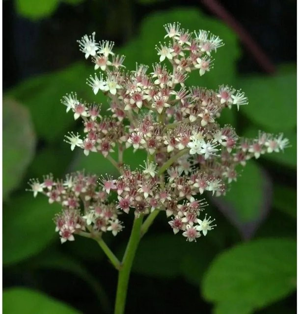 Rodgersia sambucifolia Holunderblättriges Schaublatt als mehrjährige Gartenpflanze - Bild 1