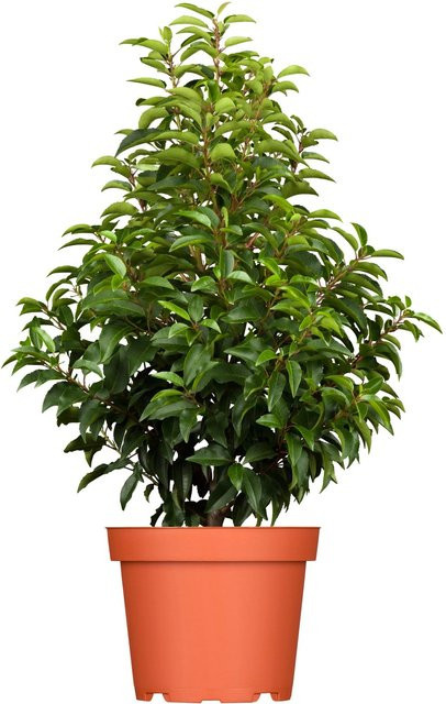OBI Portugiesischer Kirschlorbeer Angustifolia Prunus als Heckenpflanze für Sichtschutz, Höhe: 20 - 40 cm - Bild 1