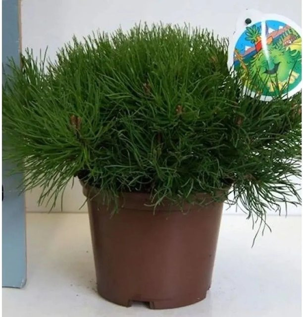 Helmers Zwerg Bergkiefer Typ Tirol Pinus mugo, grün, für den Garten - Bild 1
