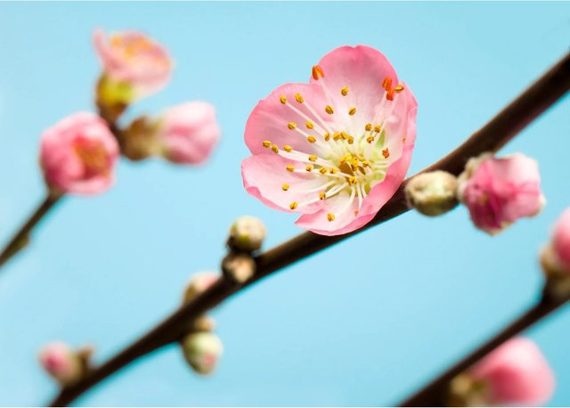 Komar Fototapete Vlies Peach Blossom in Pink, B: 350 cm, H: 250 cm - Bild 1