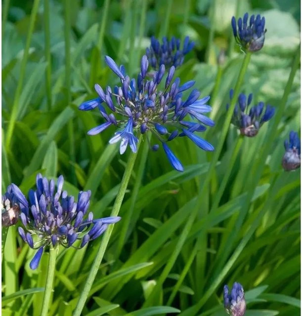 Agapanthus africanus Schmucklilie Back in Black von Nr-01.de in Schwarz und Blau - Bild 1