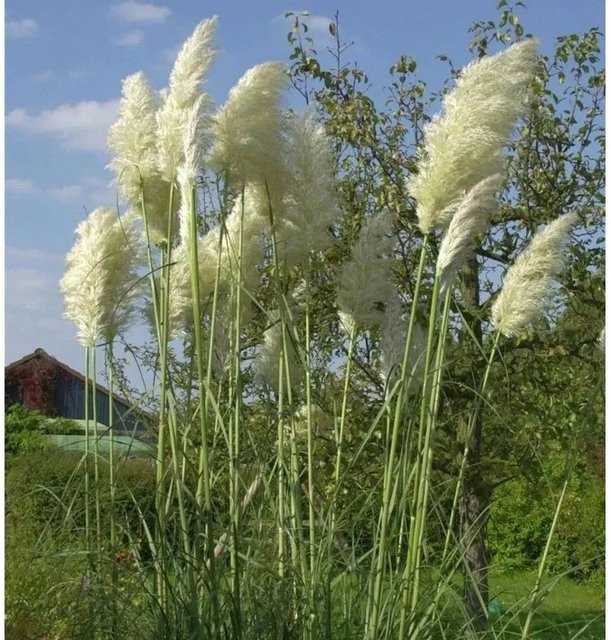 Pampasgras Cortaderia selloana in weißem Topf von Die Nr-01.de - Bild 1