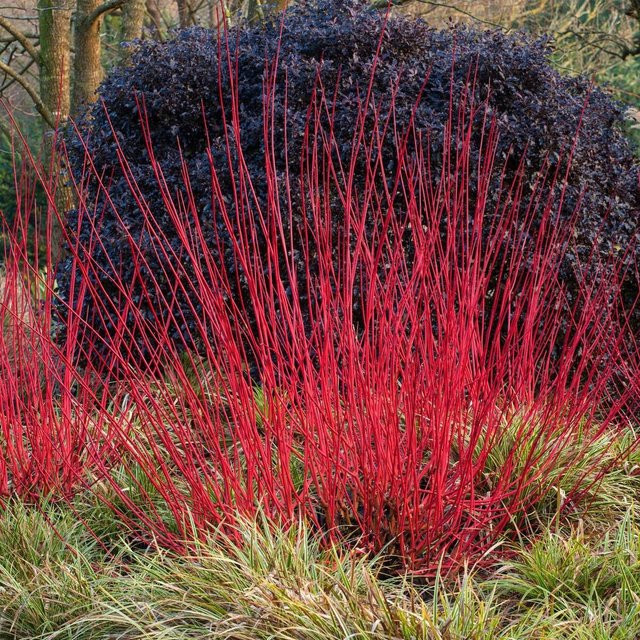 Rotholz-Hartriegel Sibirica als Zierstrauch mit weißen Blüten für deinen Garten - Bild 1