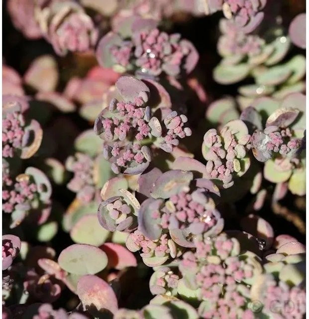 Sedum cauticola Pflaumen Fetthenne Robustum als mehrjährige Bodendecker-Pflanze für den Garten - Bild 1