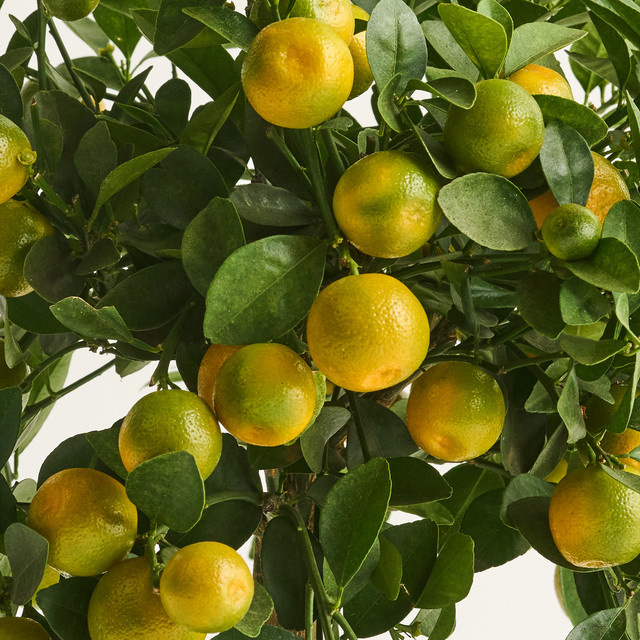 Calamondin Citrus microcarpa Stämmchen von BLUME2000 als pflegeleichter Zitrusbaum für Balkon, Terrasse und Garten - Bild 1
