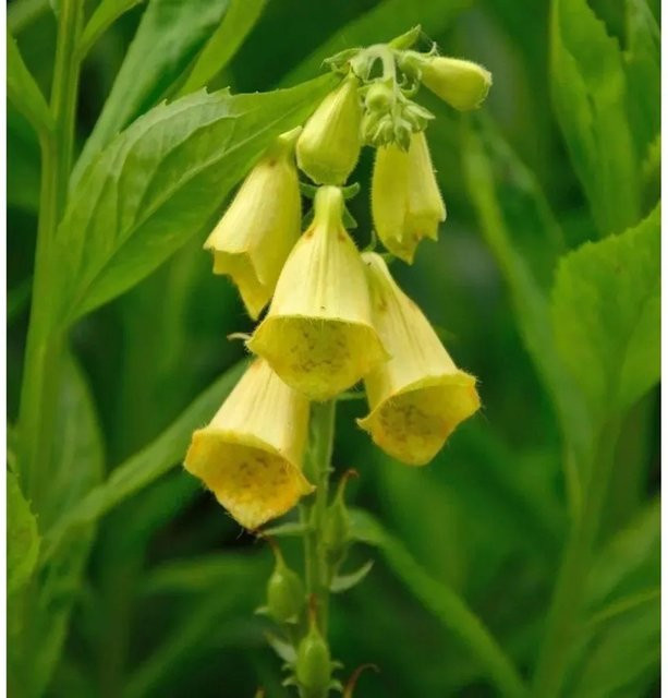 Großblütiger Fingerhut Digitalis grandiflora gelbe Staude für den Garten - Bild 1