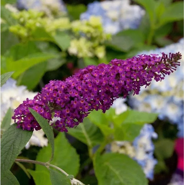 Buddleja Sommerflieder Sugar Plum in Rot/Lila, Höhe: 40-60 cm - Bild 1