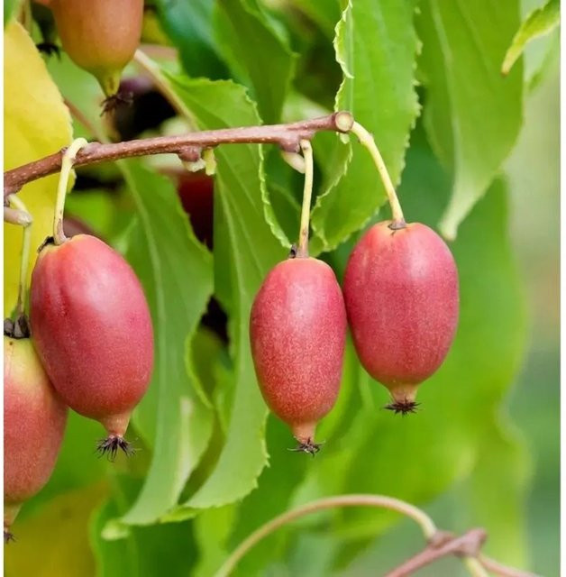 Mini-Kiwi Pink Jumbo Actinidia arguta Beerenstrauch von Nr-01.de in Pink, Höhe: 60-80 cm - Bild 1