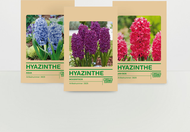 Hyazinthenzwiebel Set von BLUME2000 mit 15 Stück für Beete, Kübel und Schnittblumen - Bild 1