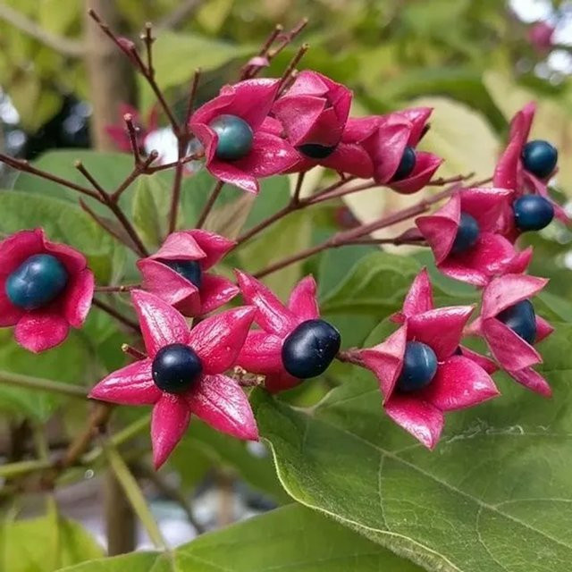 Arborix Clerodendrum trichotomum Losbaum mit duftenden Blüten, Containerpflanze für den Außenbereich, Höhe: 40 bis 50 cm - Bild 1